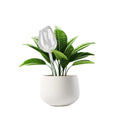 Self Watering Globes For Plants